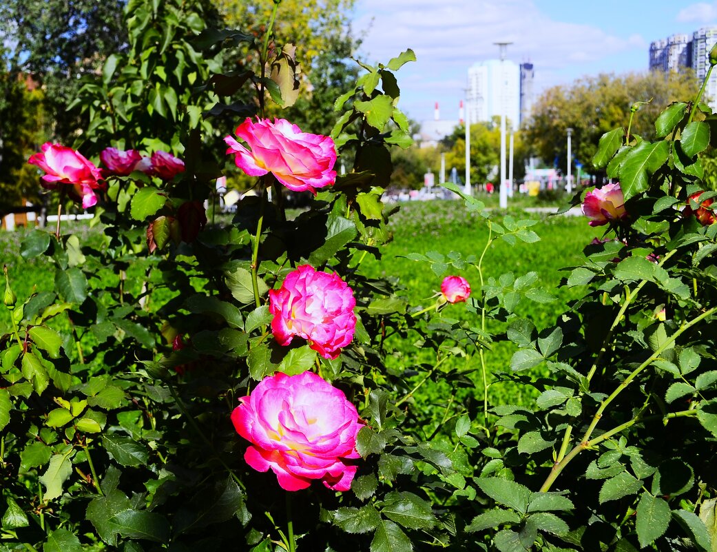 Крупные бутоны. - Василий Палий