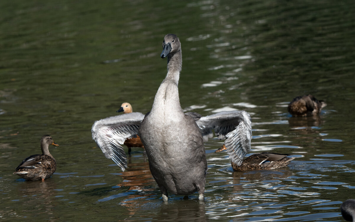 Молодой лебедь. - Владимир Безбородов