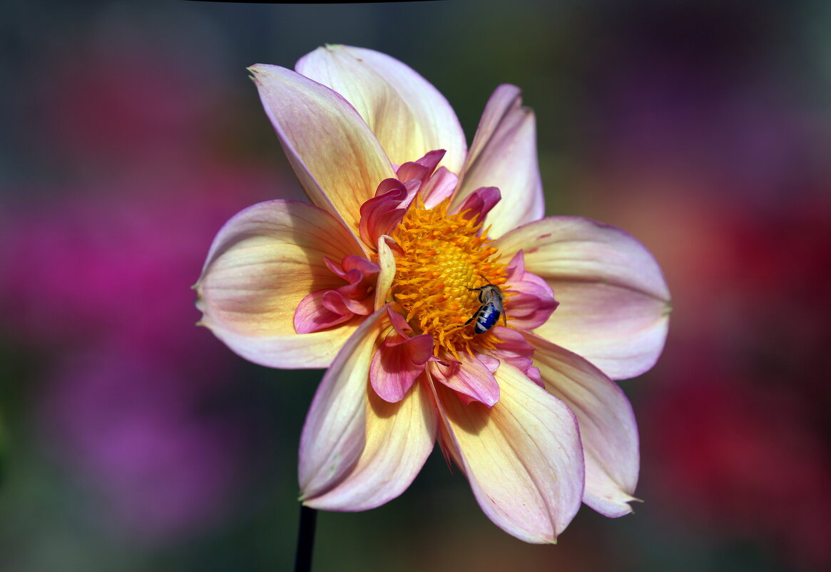 георгин 6 сентября - Михаил Бибичков