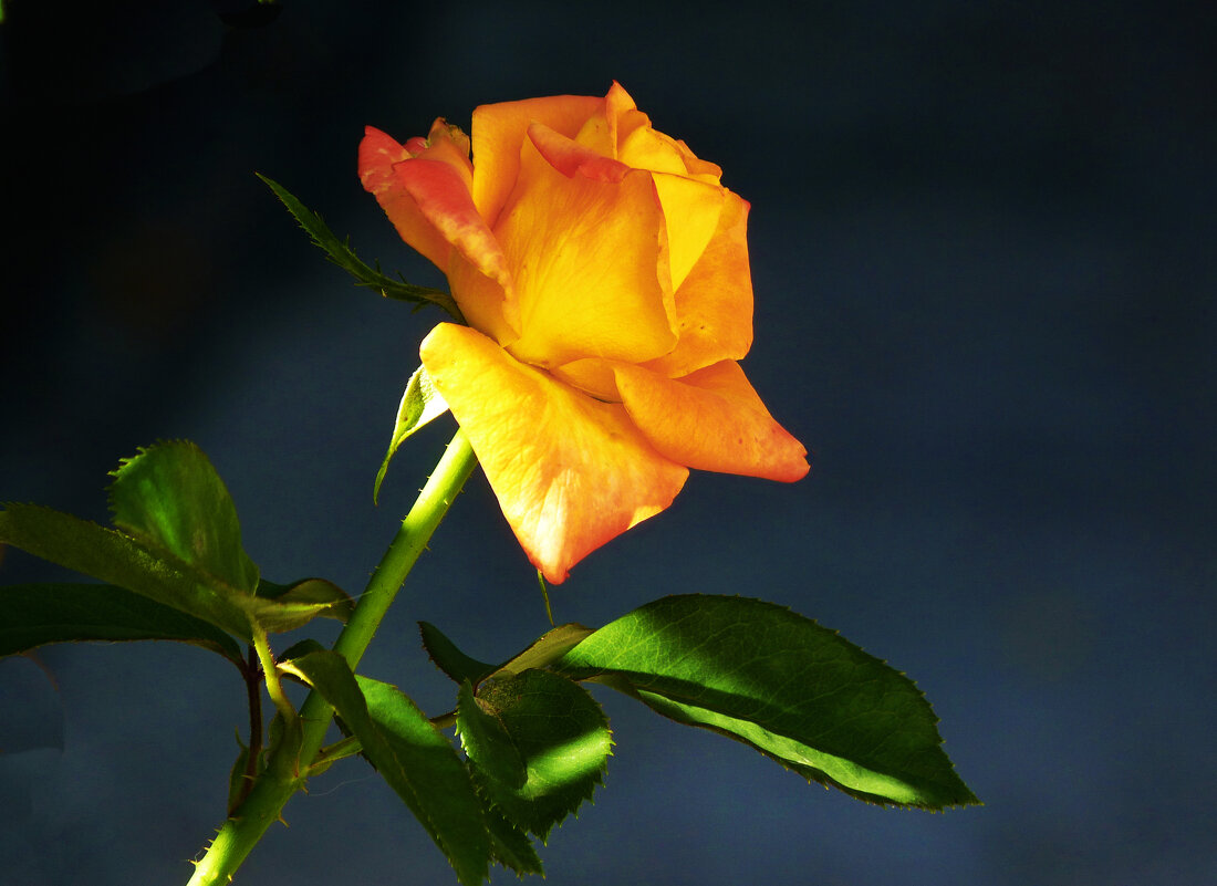 Флорибунда - Валентин Семчишин