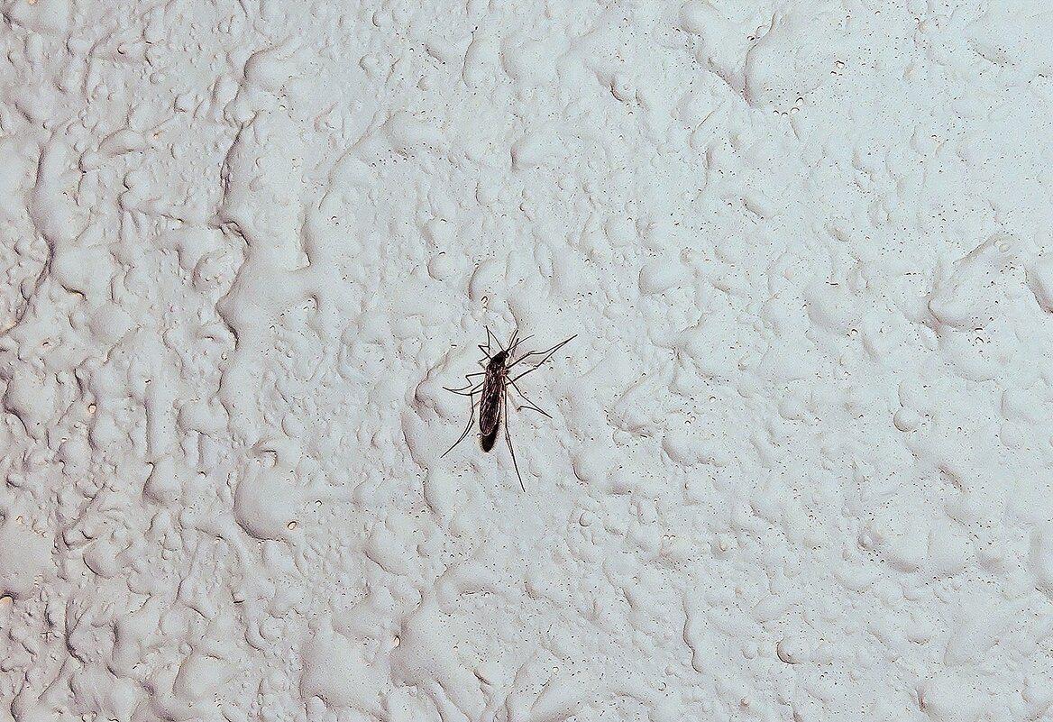 Кровопийца на стене - Валерий Иванович