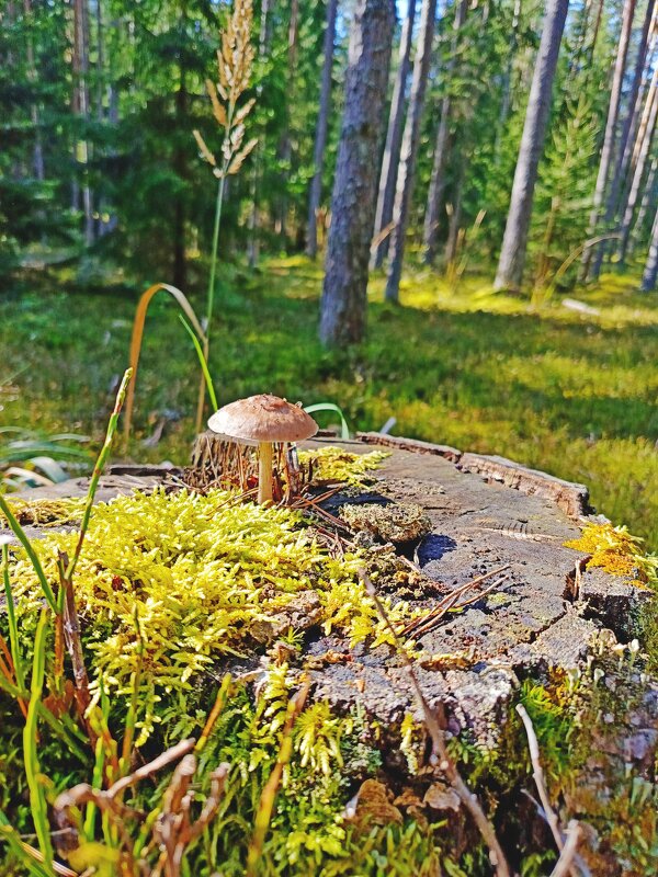 Хитрый грибок... - Vladimir Semenchukov Хитрый грибок... - Vladimir Semenchukov