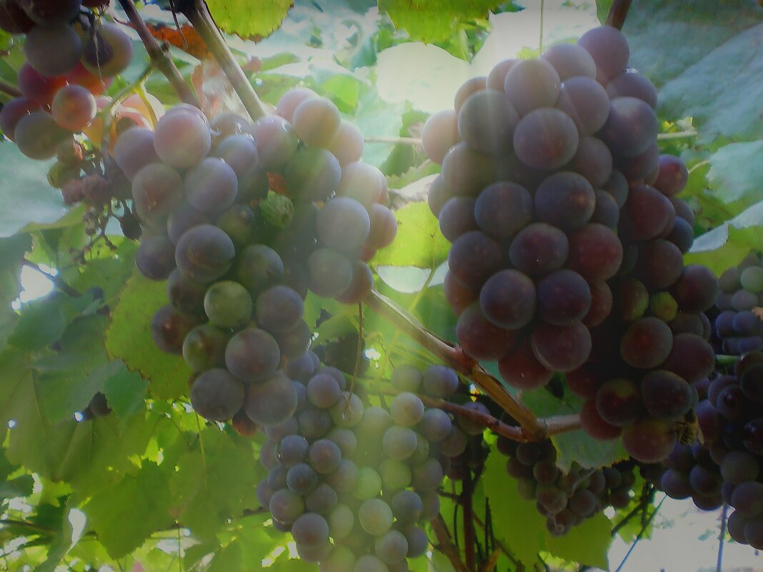 Детали природы - Роман Савоцкий