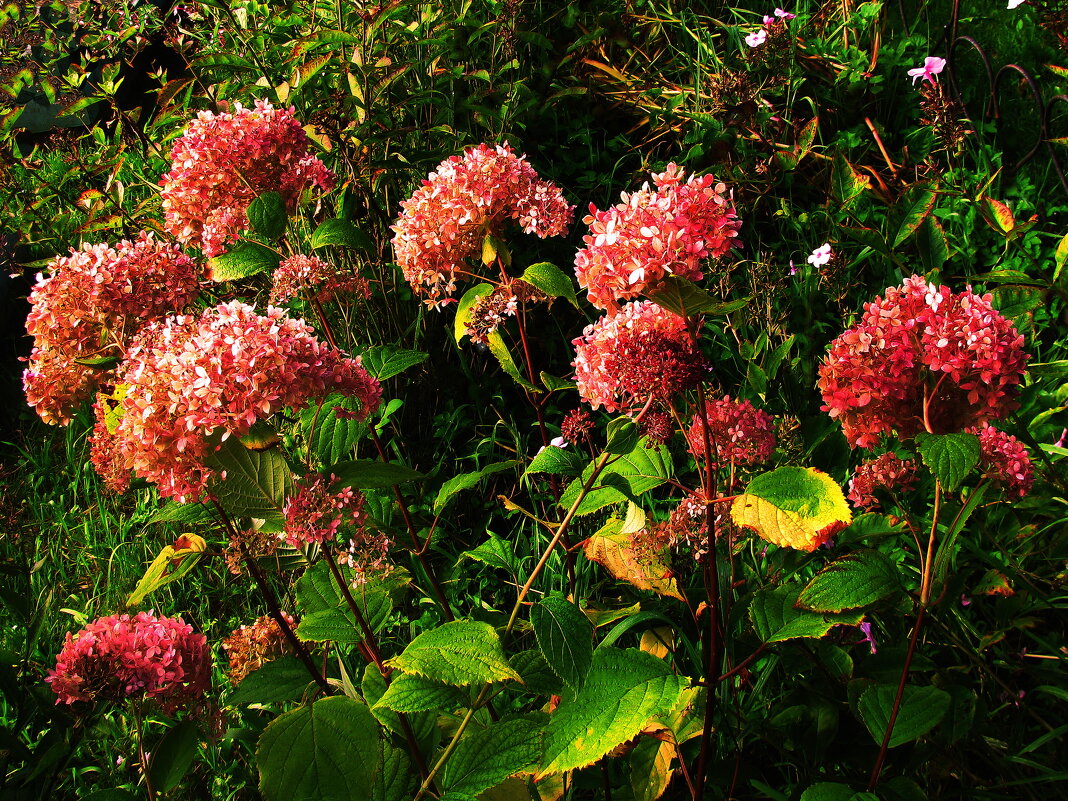 Ещё цветут гортензии - Людмила Смородинская