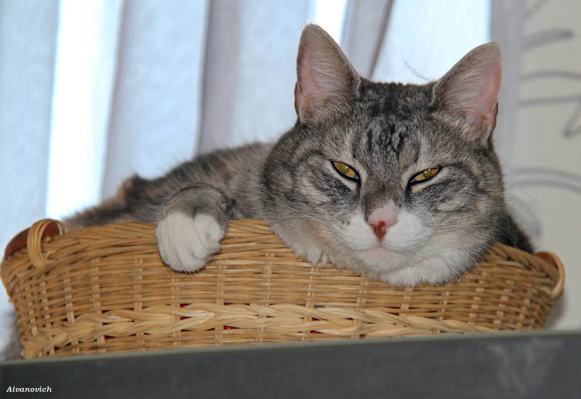 КОРЗИНА С ПОДАРКОМ. - Андрей Андреев Андреев