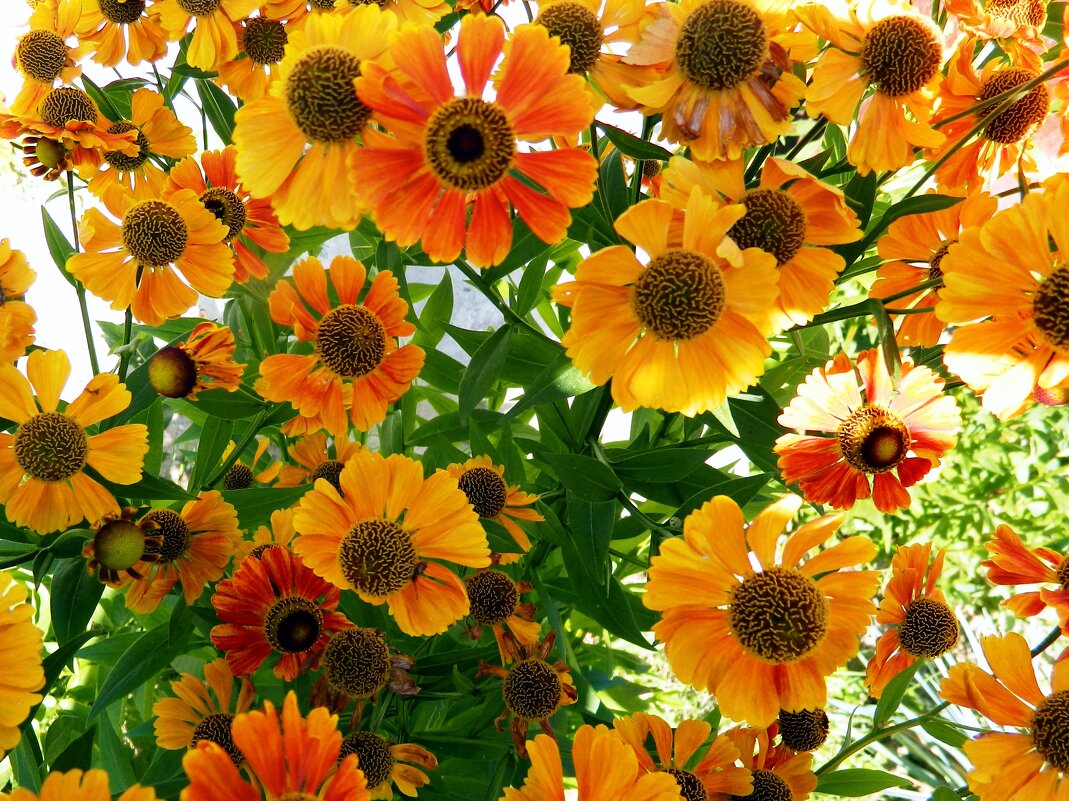 Гелениум - Наталья 