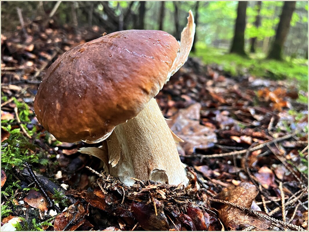 ****** - Валерия Комова