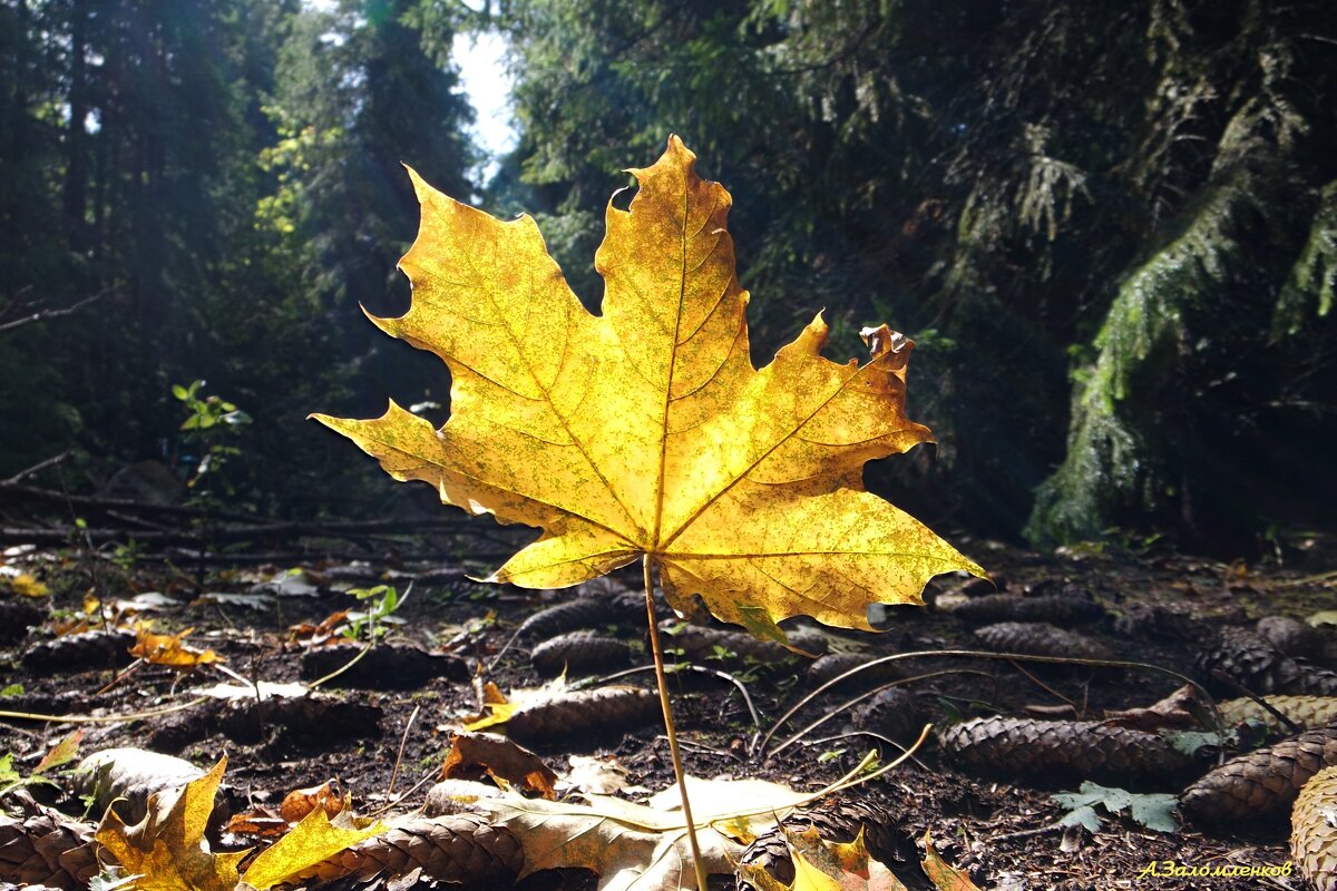 Тит Листопадник осенний шлёт привет.. - Андрей Заломленков