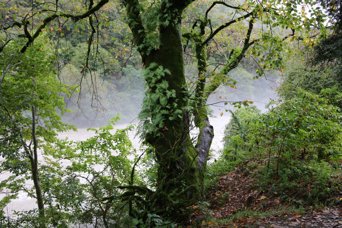 Сказочный лес над Бзыбью - Ольга Сказочный лес над Бзыбью - Ольга