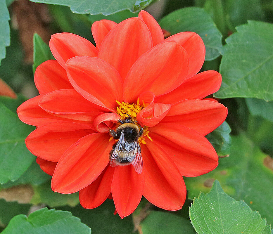 Обед шмеля - Светлана 