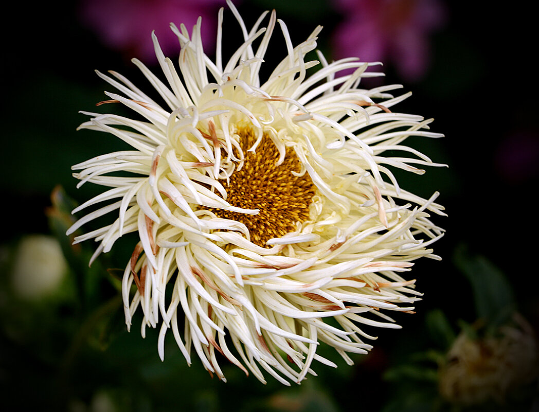 Растрёпа - Светлана 