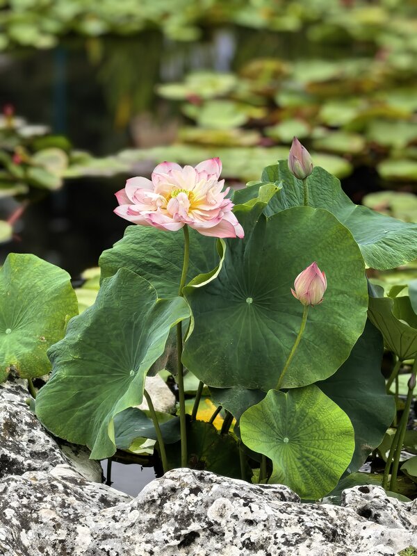 Розовый лотос - Татьяна Михайлова