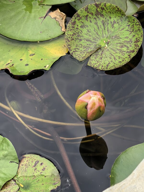 Бутон лотоса - Татьяна Михайлова