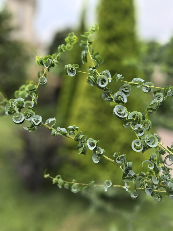 Завиток - Татьяна Михайлова