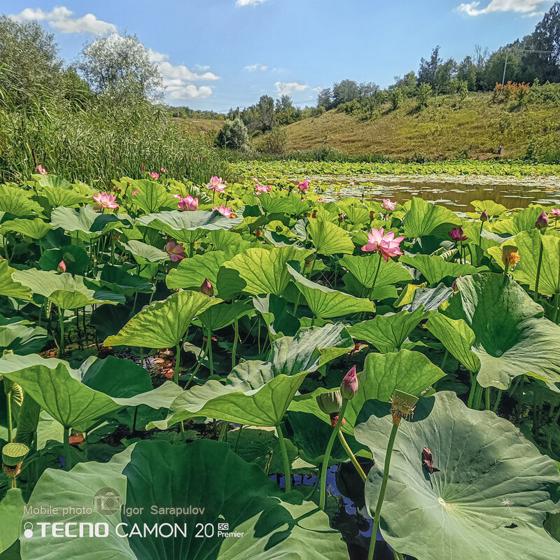 Озеро с лотосами в поселке Быковка - Игорь Сарапулов Озеро с лотосами в поселке Быковка - Игорь Сарапулов