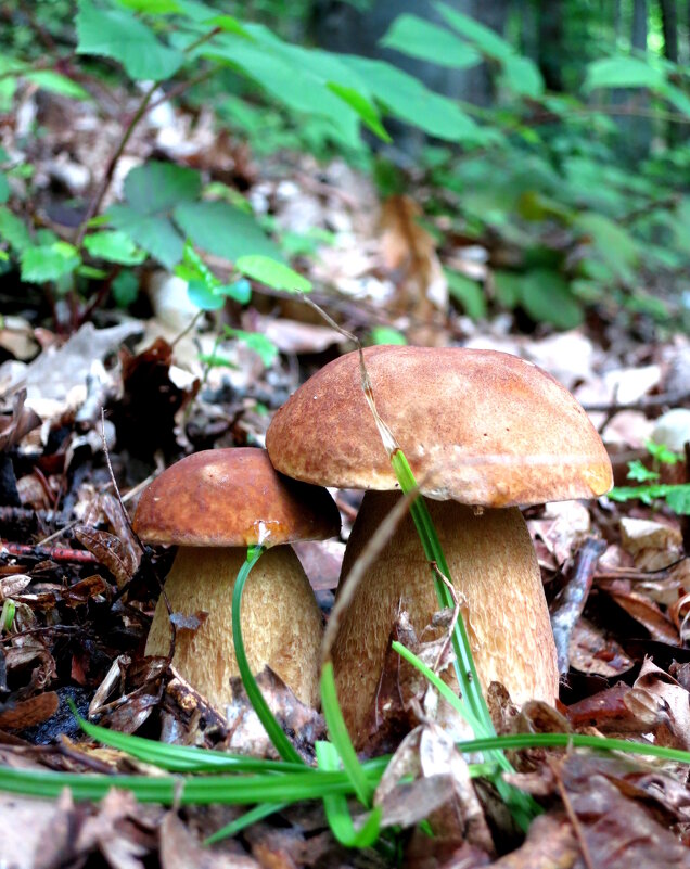 Белые грибочки - Валерий 