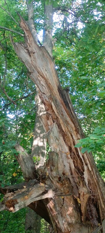 Деревянный дракон. - Михаил Колосов 