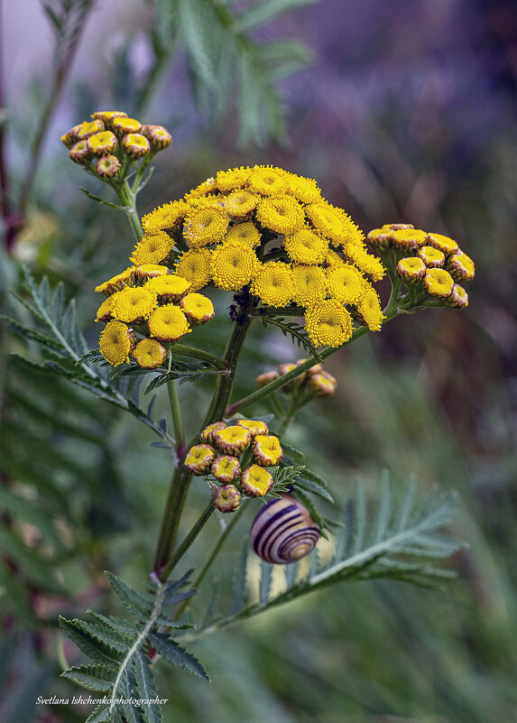 Пижма обыкновенная - Светлана Ищенко Пижма обыкновенная - Светлана Ищенко