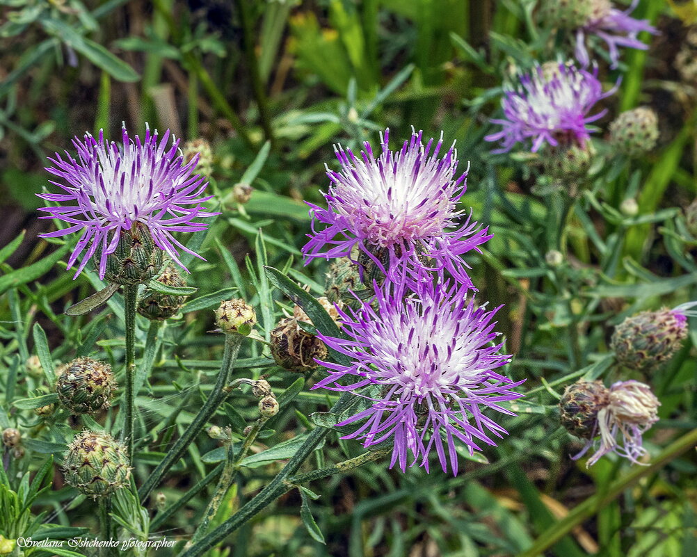Василёк луговой или розовый василёк - Светлана Ищенко