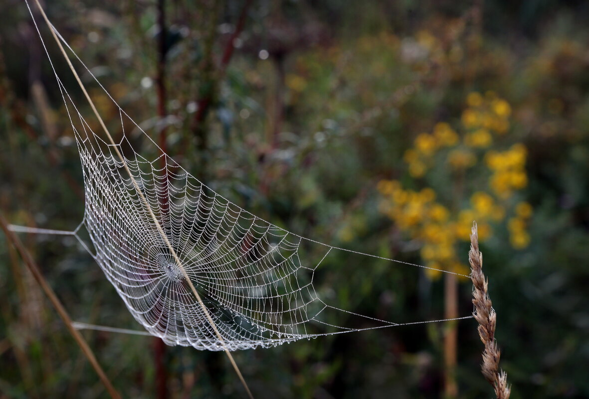 Утро 7 сентября Царицыно - Михаил Бибичков