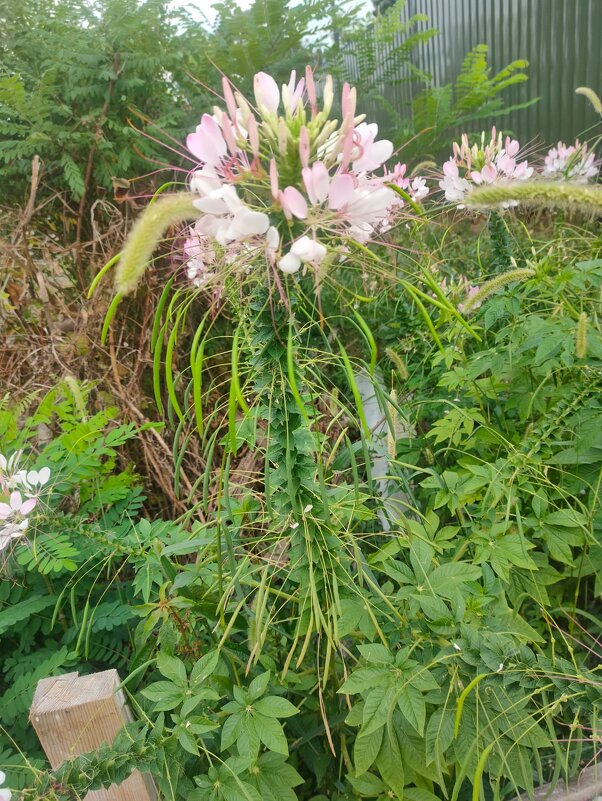 Клеома - Ирэн 