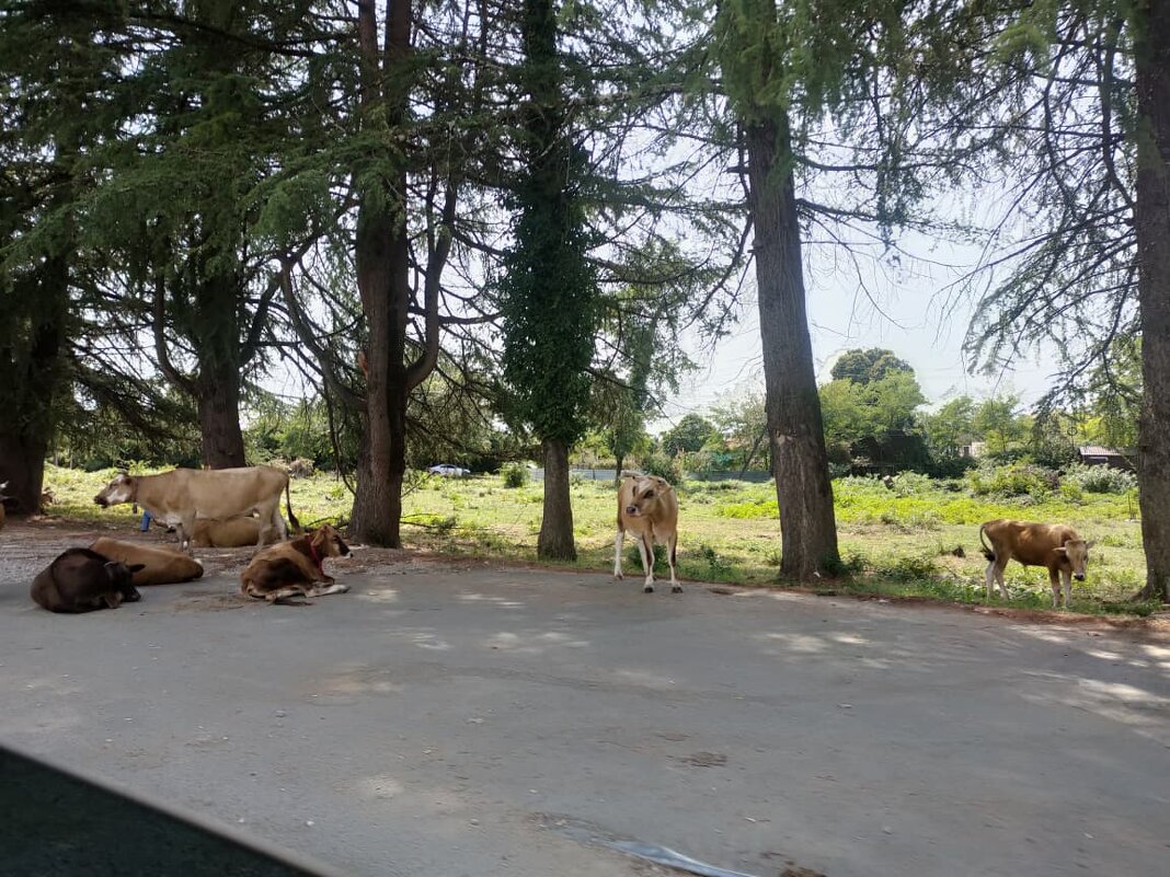 Абхазия. Новый Афон - Ирэн 