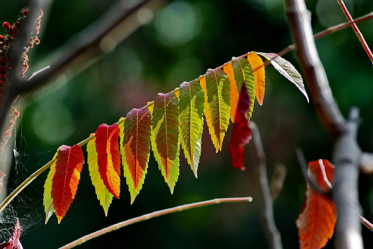 Осенняя пора... - Николай Саржанов