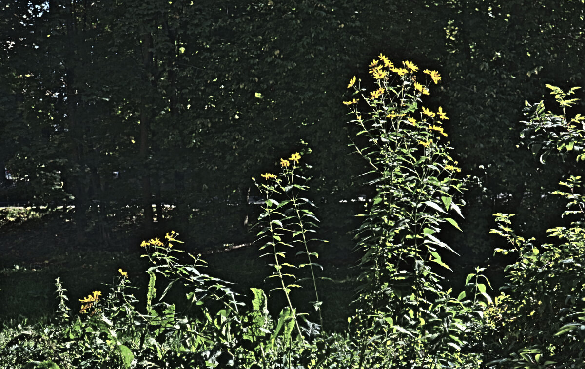 Топинамбур - Наталья Лунева Топинамбур - Наталья Лунева