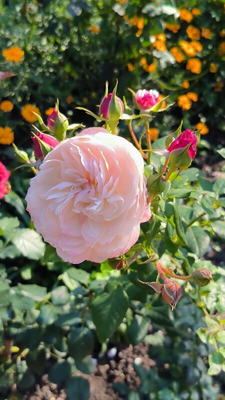 Такие разные розы! - Ольга 