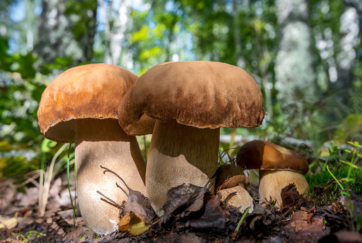 Семья... - Влад Никишин