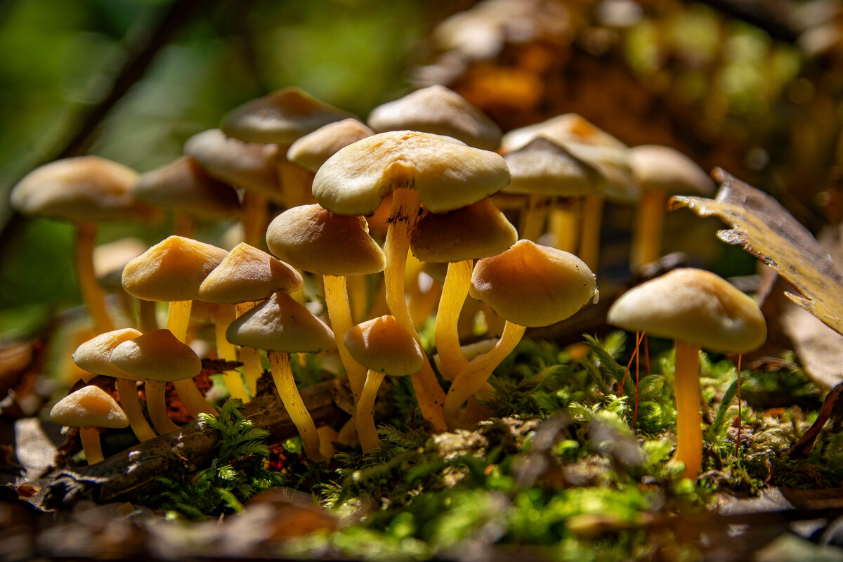 Ездил за опятами, попались только поганки. - Владимир Мигонькин Ездил за опятами, попались только поганки. - Владимир Мигонькин