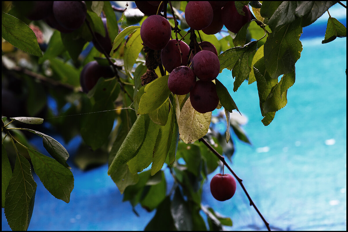 Дачное. Слива. - Сергей Премонишын