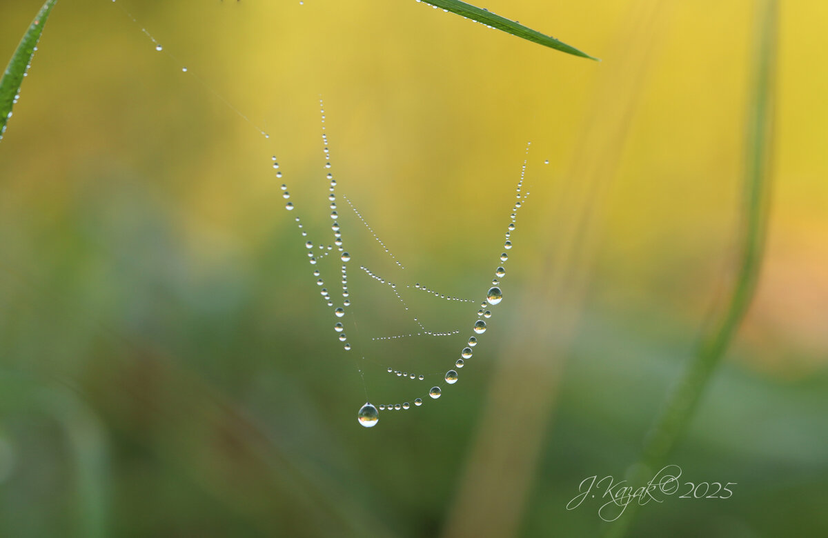 *** - Елена Kазак (selena1965)