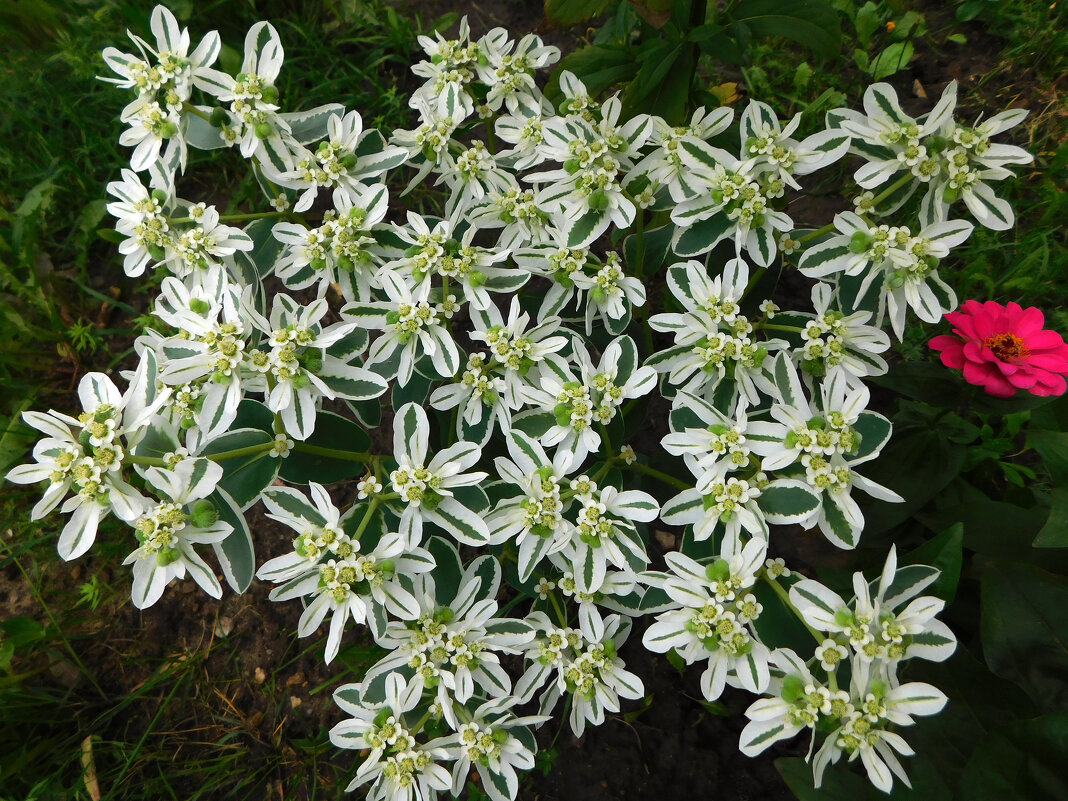 Молочай - Наиля Молочай - Наиля