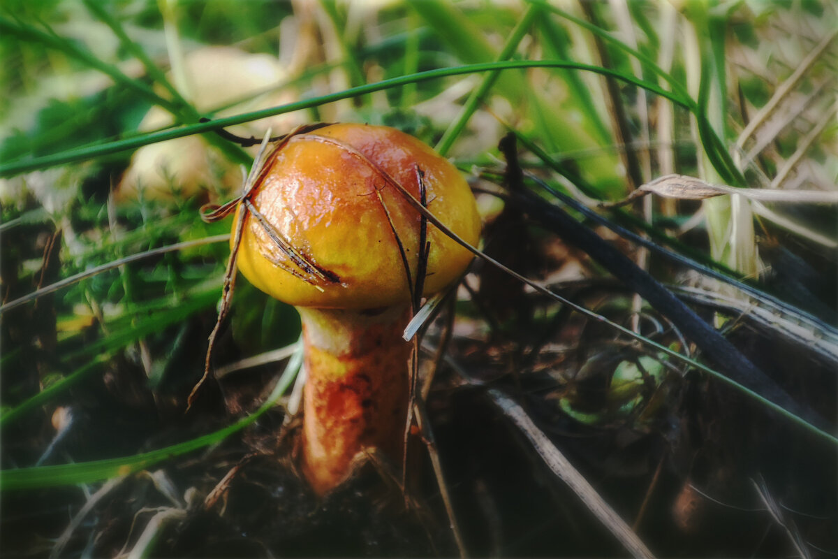 Городские грибы - AZ east3