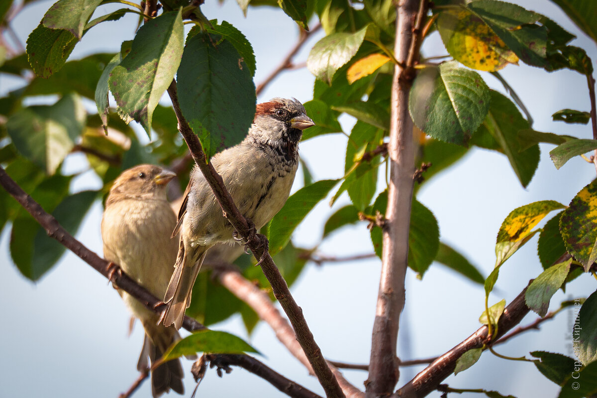 Воробей - Сергей К. 