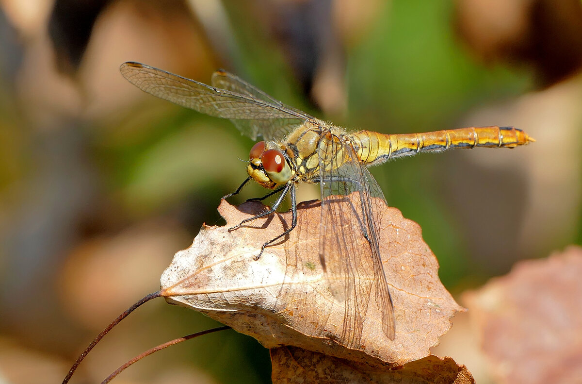 опять про стрекоз  3 - Александр Прокудин