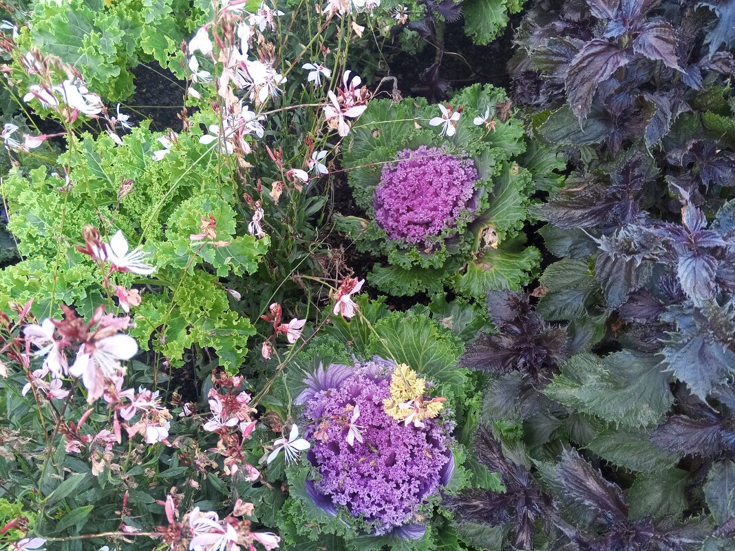 Капуста - Сапсан 