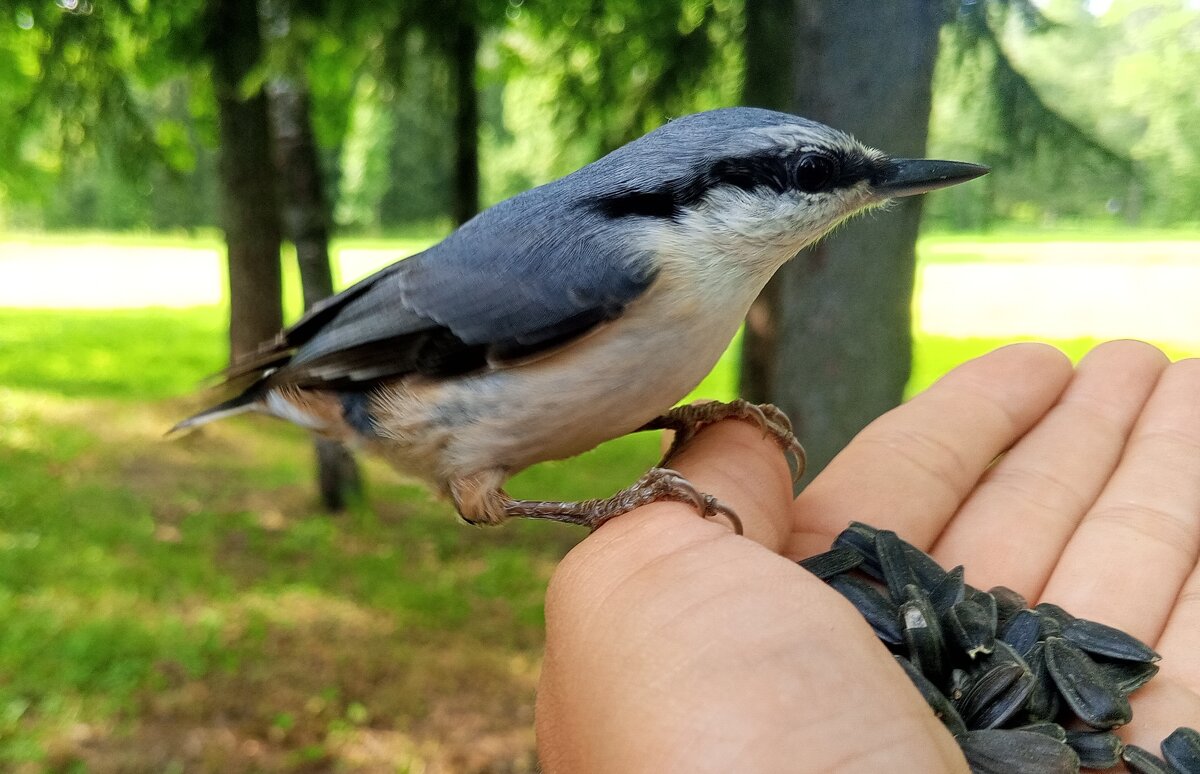 Поползень - Сапсан 