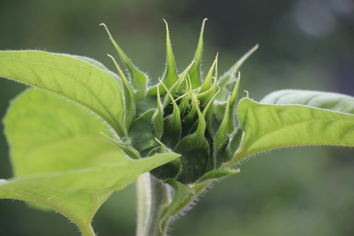 Про подсолнух - Наталья Герасимова