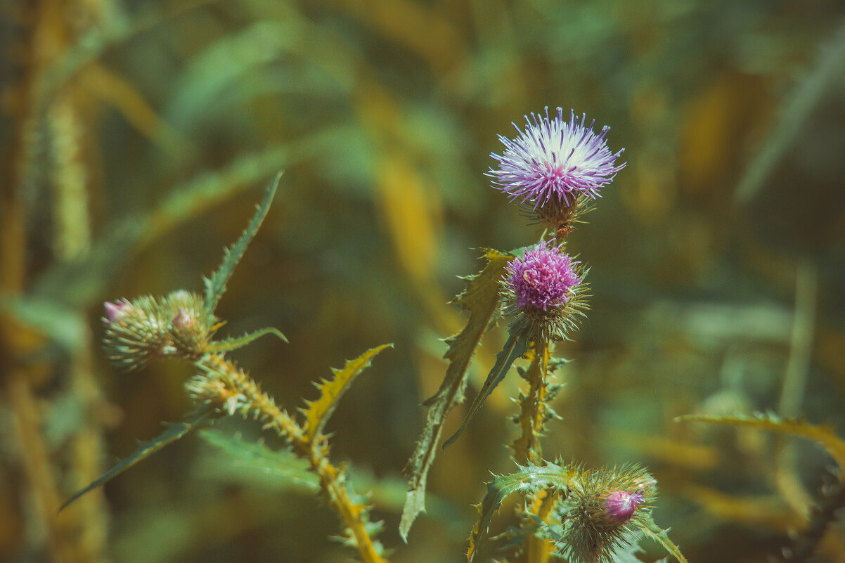 *** - Виктор Иванович Чернюк *** - Виктор Иванович Чернюк