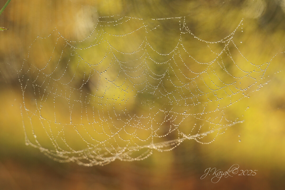 *** - Елена Kазак (selena1965) *** - Елена Kазак (selena1965)