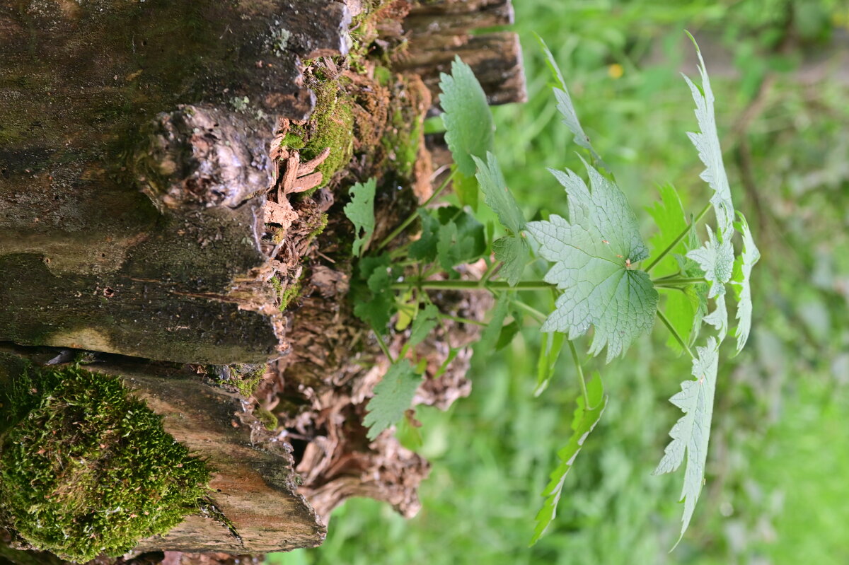 1 - Константин Сафронов