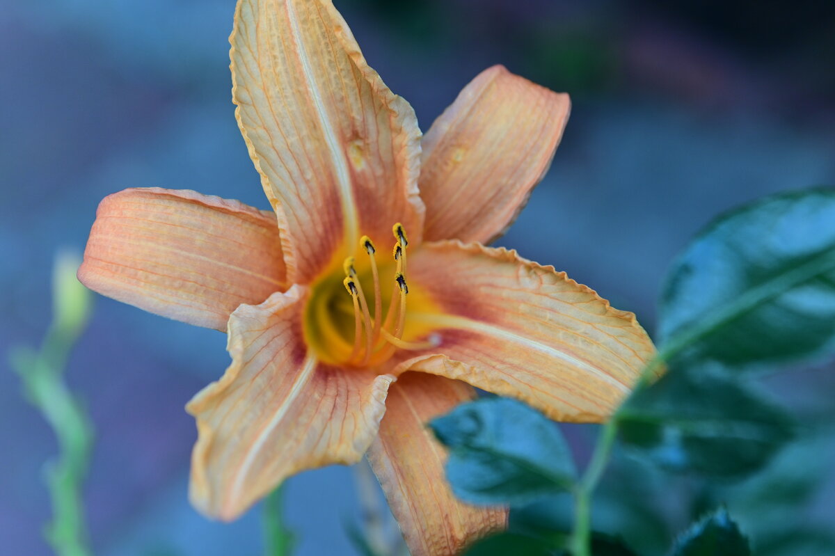 1 - Константин Сафронов