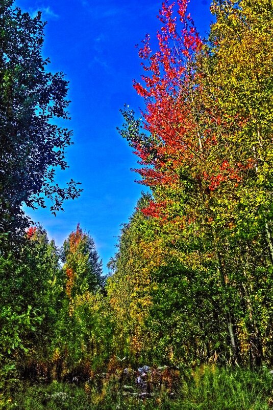 Сентябрь...Осина зарделась! - Владимир 