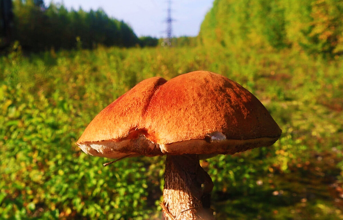 Осенний краснвй гриб! - Владимир 