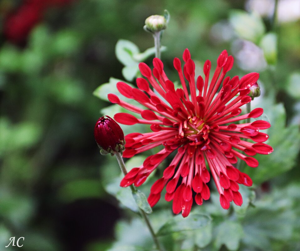 Хризантема садовая - Любовь Сахарова Хризантема садовая - Любовь Сахарова