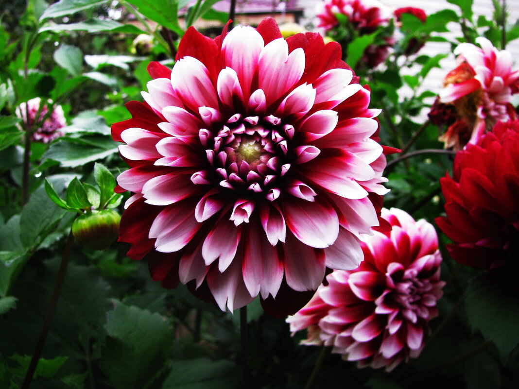 Красота - Людмила Смородинская