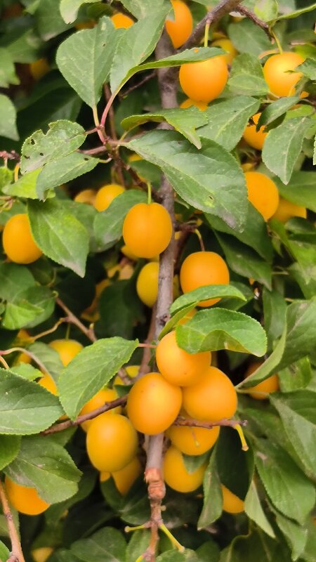Урожай алычи. - Ольга 