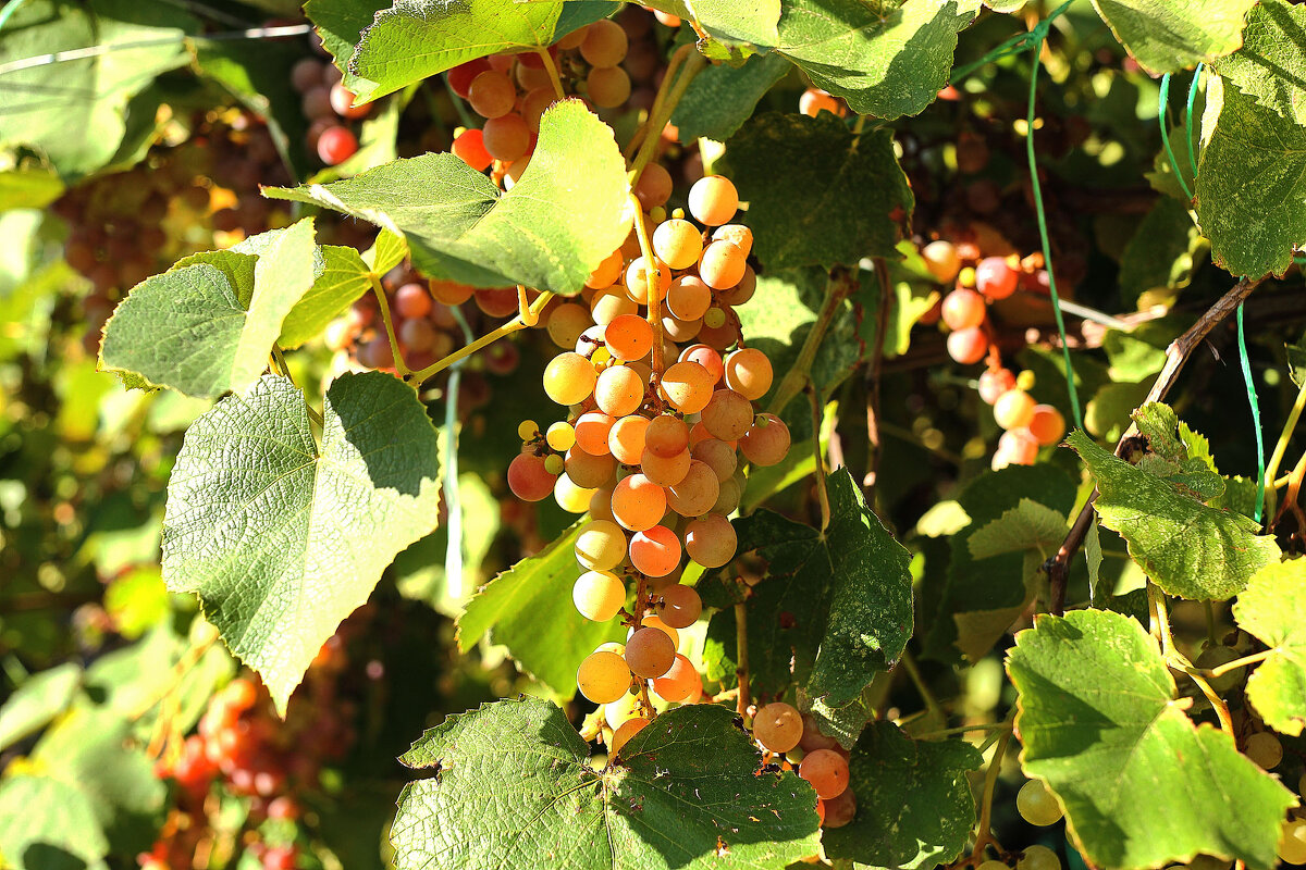 Урожай - Юрий Гайворонскiий Урожай - Юрий Гайворонскiий
